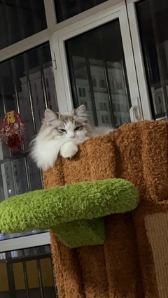 寵物搭車(chē)與寵物服務(wù) 現(xiàn)代出行與生活的新選擇