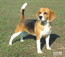 白廣路長(zhǎng)期提供養(yǎng)老服務(wù)、托管終身寄養(yǎng)與寵物接送 北京寵物服務(wù)與互聯(lián)網(wǎng)數(shù)據(jù)服務(wù)的融合新篇章